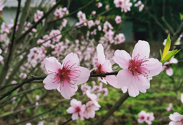 重庆葡萄采摘_花果园