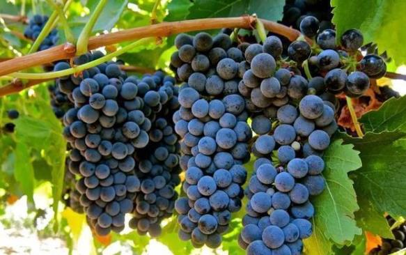 重庆葡萄基地 _原来葡萄梗可以用来酿造葡萄酒，还有3点你想不到的好处！