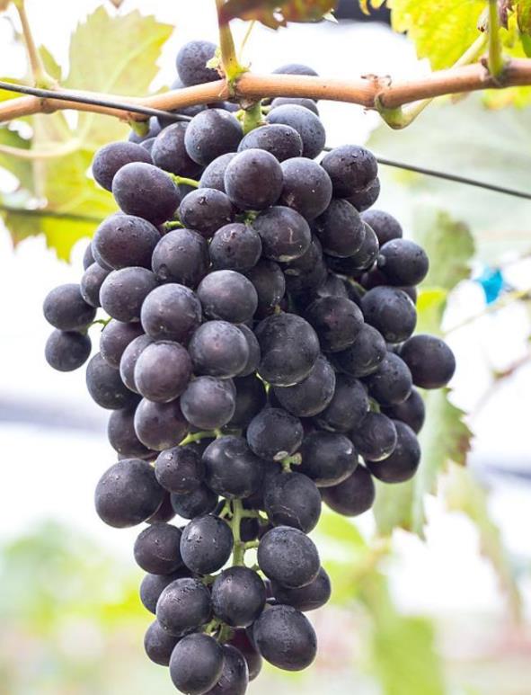 重庆葡萄采摘_常吃葡萄可养肝，颜色不同，功效不同