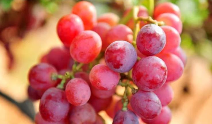 重庆葡萄基地 _紫葡萄、红葡萄、白葡萄功效各不同，常吃身体有哪些变化？