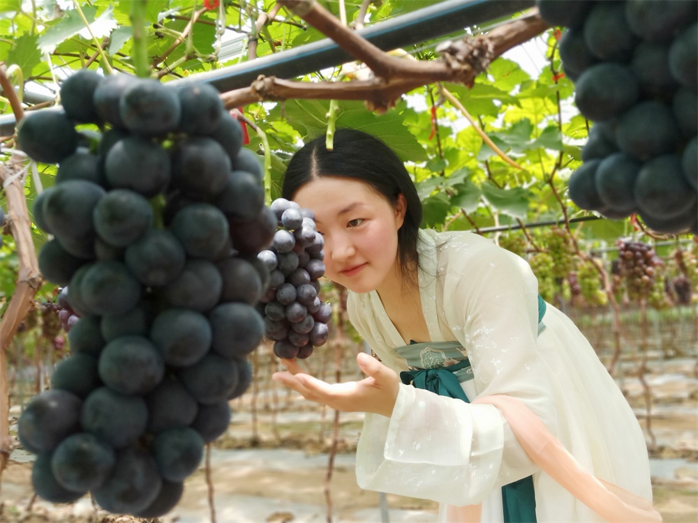 重庆葡萄基地_葡萄枝蔓可以两年年产吗