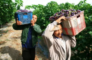 如何防治葡萄遭病虫毒害，你知道吗？