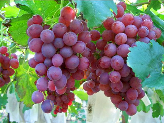 不同颜色的葡萄对人体健康的作用是不一样的