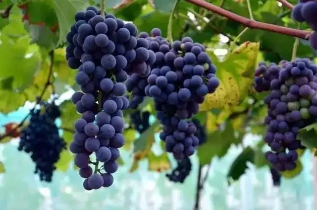 葡萄采收步骤的方法是什么
