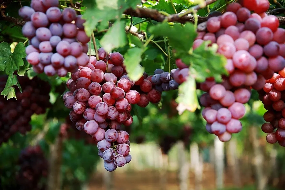 葡萄种植过程中究竟怎么浇水?