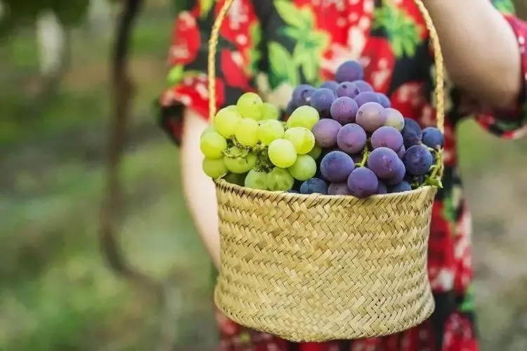 种植葡萄的一些基本知识你是否了解